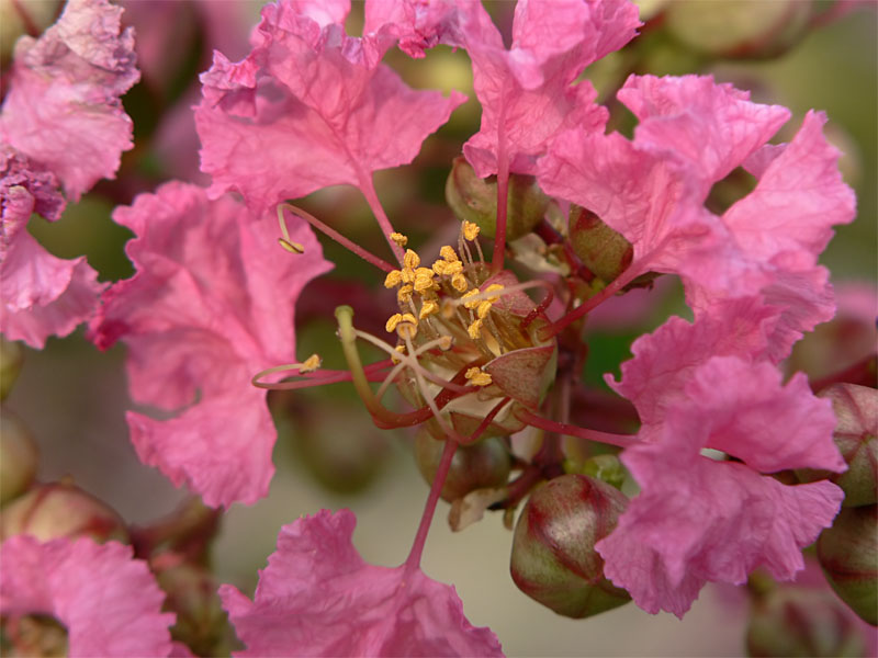 ลักษณะของกลีบดอกและก้านดอกยี่เข่ง (Lagerstroemia Indica L.)